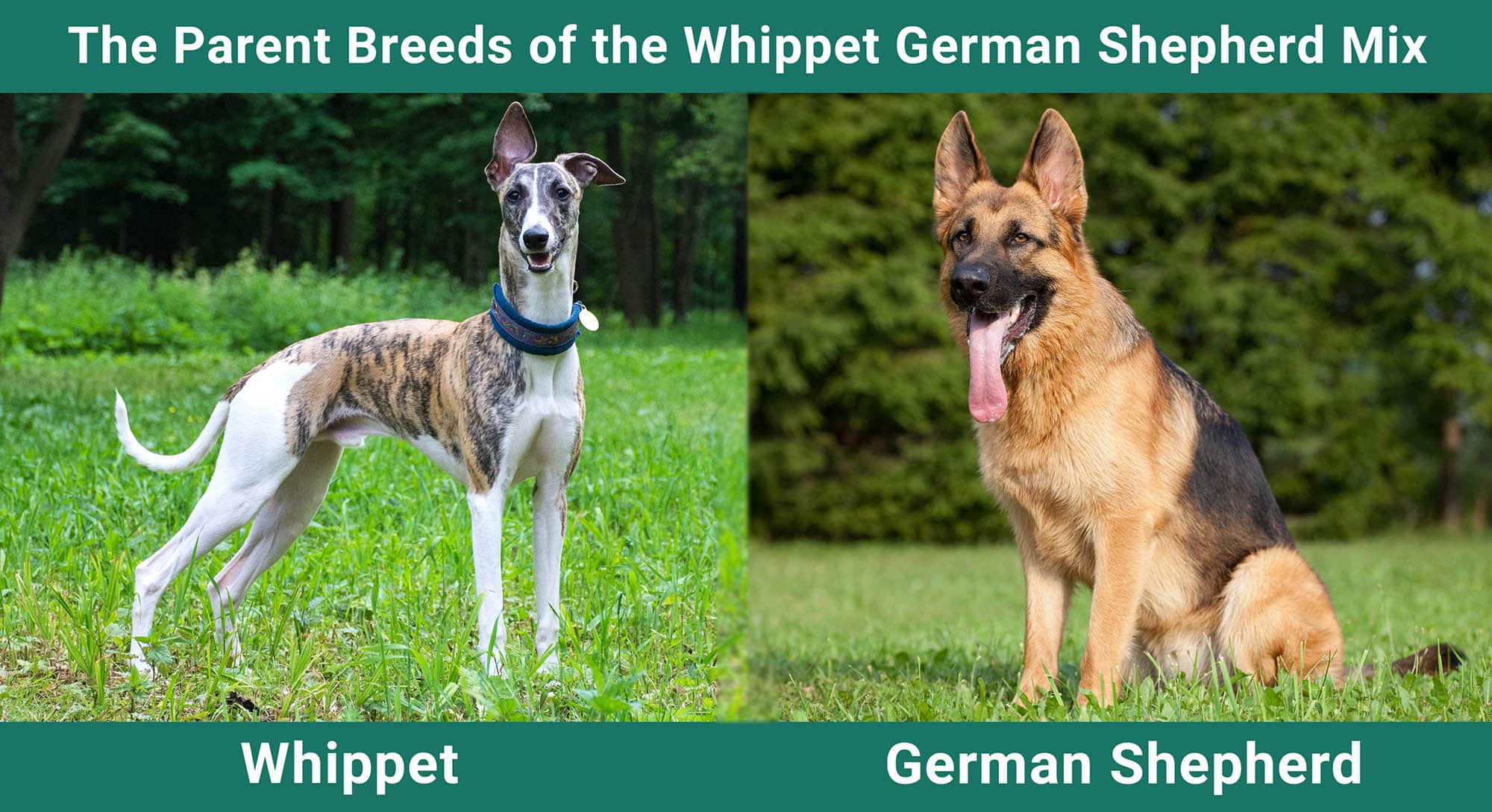 The Parent Breeds of the Whippet German Shepherd Mix