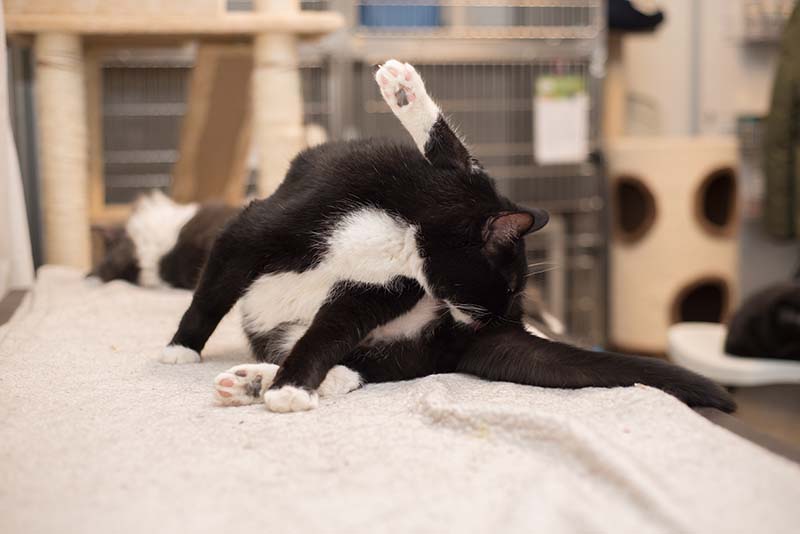 Tuxedo rescue cat licking butt