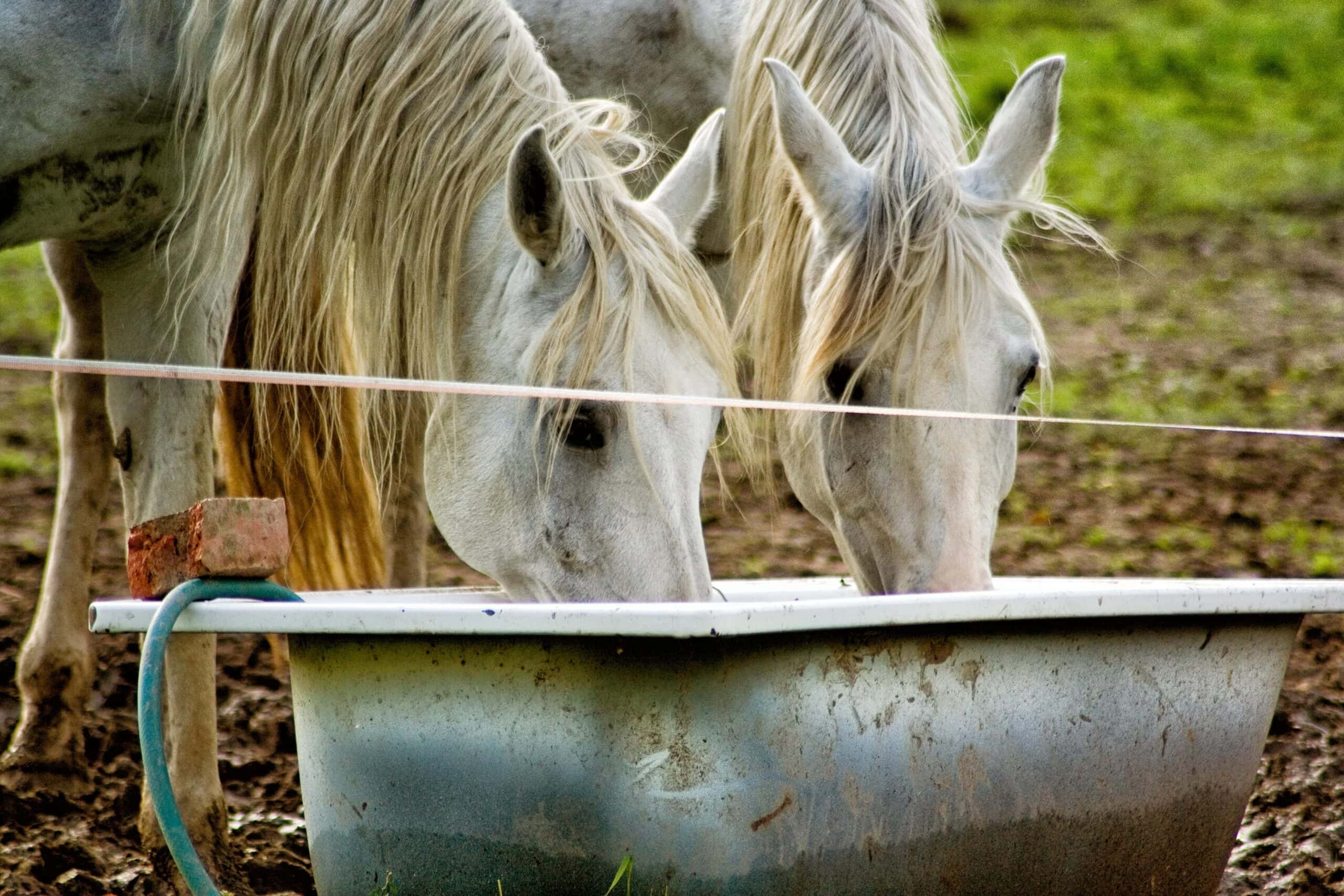 Two horses drinking water