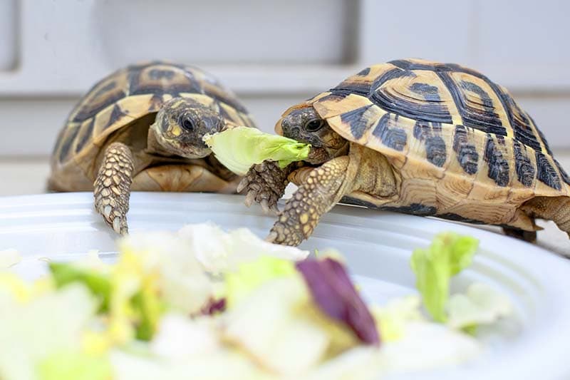 Two turtles in competition on a white dish