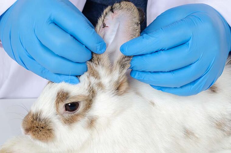 Veterinarian hands with blue glove checking or examining white rabbit ear with dry wound in white clinic room