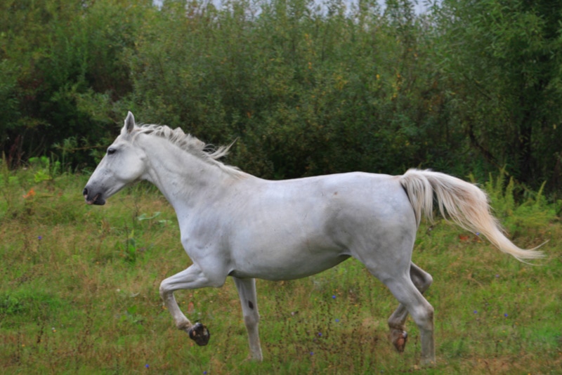 White Lippizan Horse running in the grass