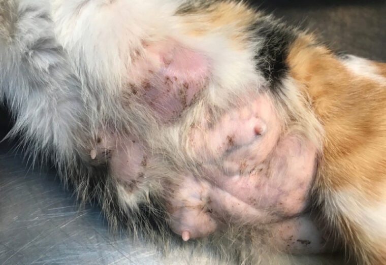 a cat with swollen mammary glands or mastitis