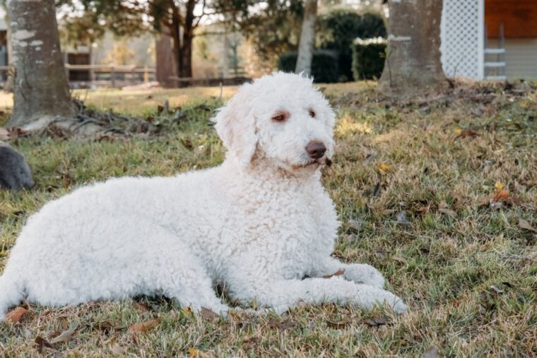 um cachorro goldendoodle branco deitado na grama ao ar livre