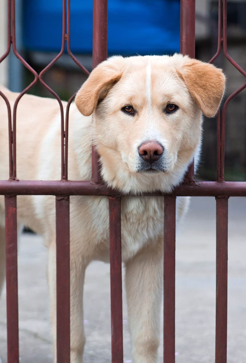 Akita Golden Retriever mix cachorro olhando através da cerca
