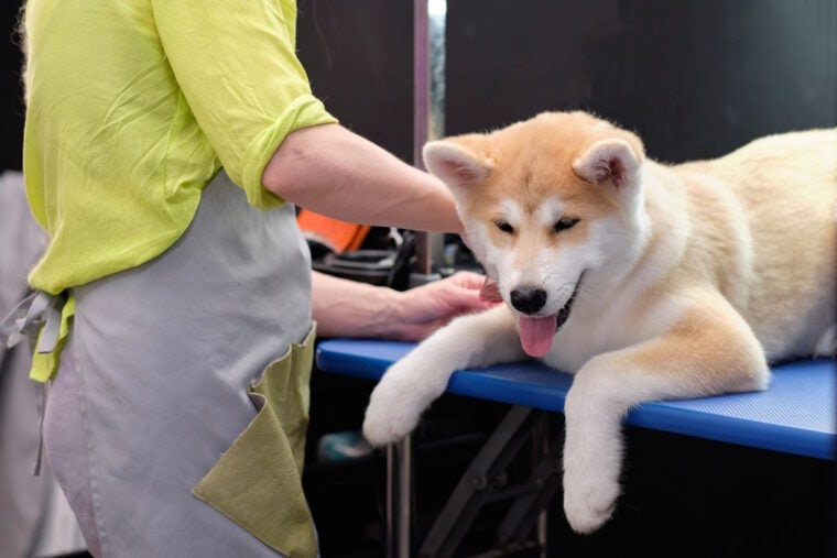 akita puppy during grooming