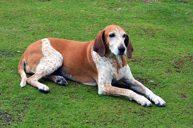 american english coonhound dog on the ground outdoors