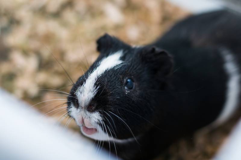 black and white Guinea pig with conjunctivitis