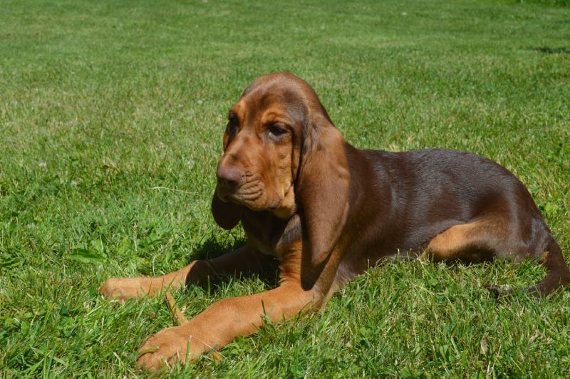 bloodhound puppy laying in the grass