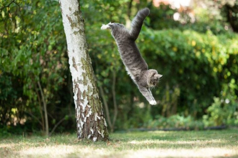 blue tabby white maine coon cat jumping down from birch tree