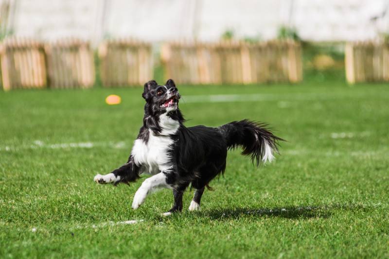border collie dog ready to jump high to catch flying disk