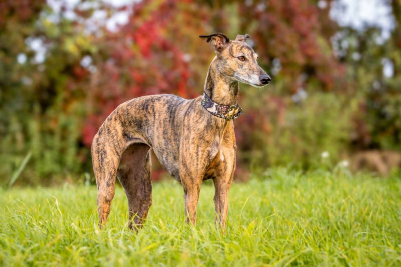 brindle whippet dog autumn field