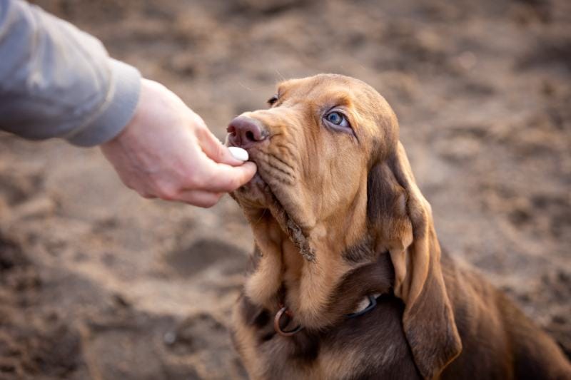 brown bloodhound puppy getting a treat from a man