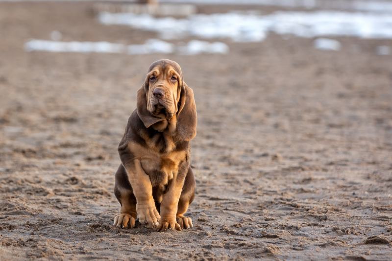 brown bloodhound puppy sitting on the sand