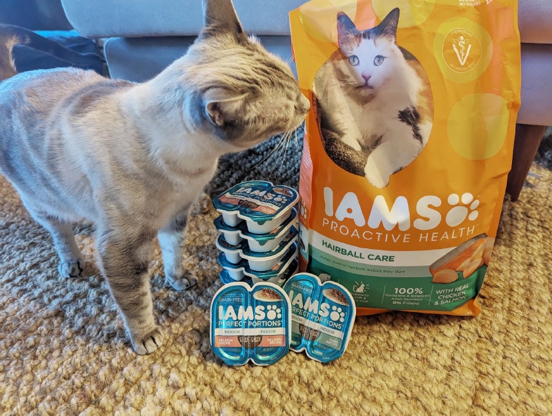 gato cheirando pacote de comida de gato iams