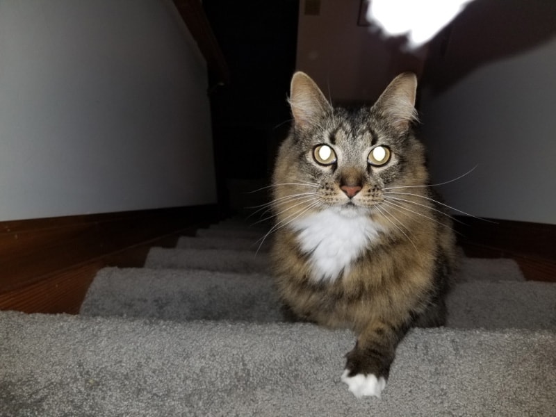 cat with glowing eyes going up the stairs