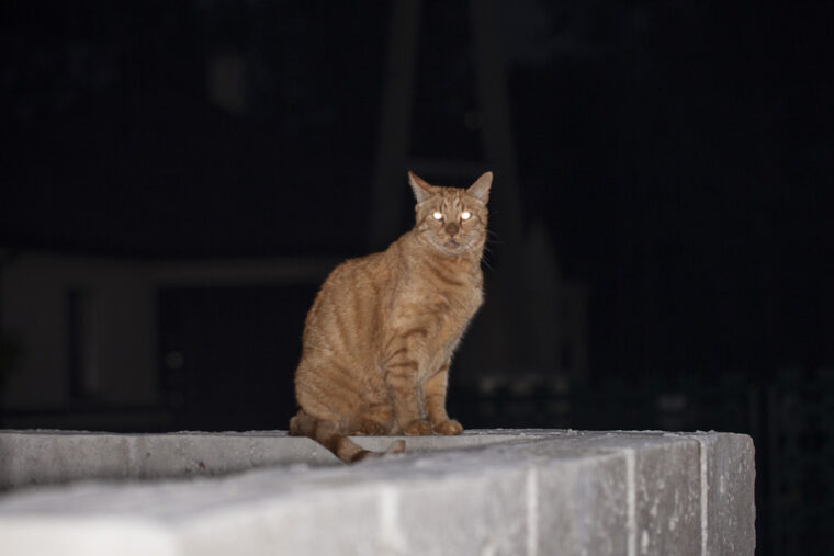 cat with glowing eyes sitting on the fence at night