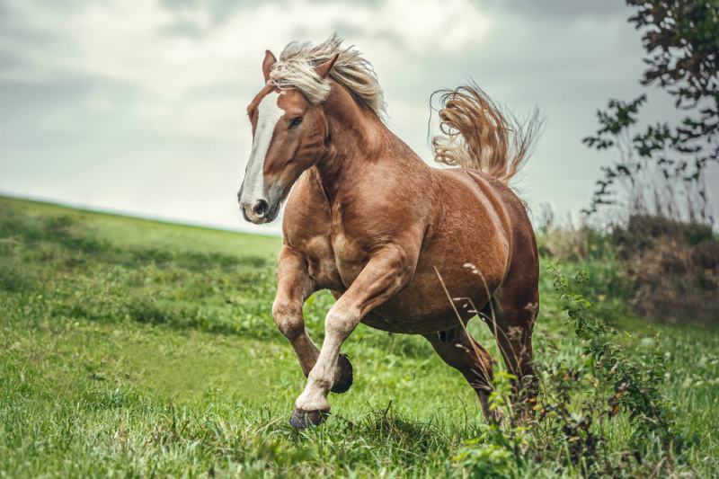 chestnut noriker horse running