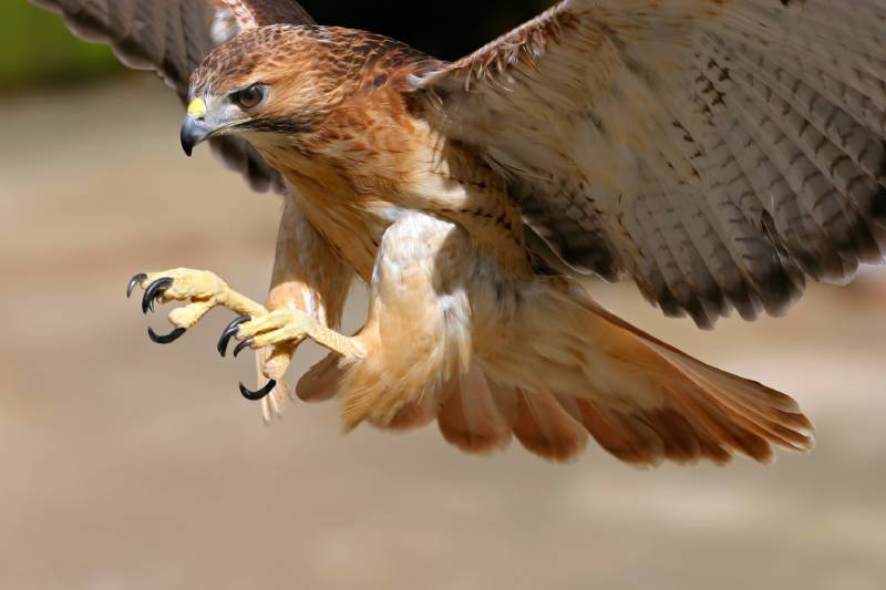 close up of a hawk about to attack