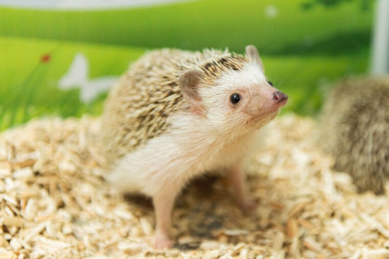 close up of hedgehog in a cage