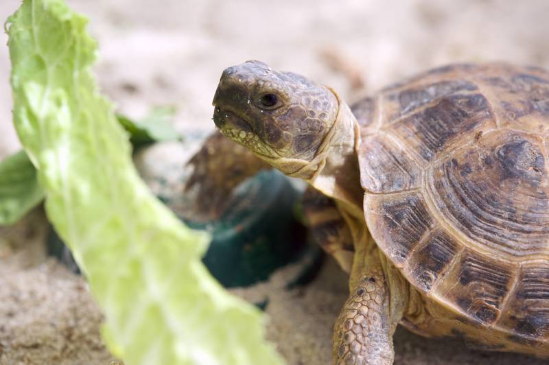close-up of russian tortoise eating lettuce