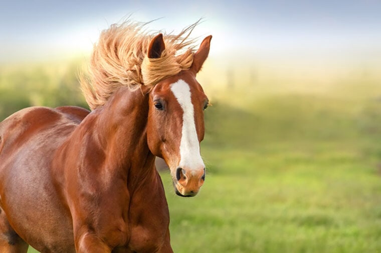 260 Red Horse Names: Inspiring Options For Your Majestic Pet
