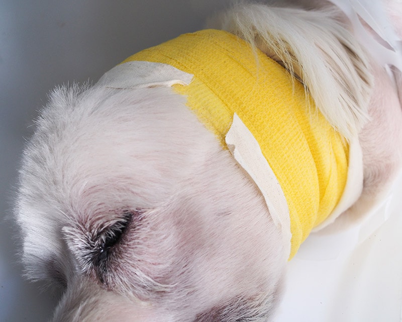 fechar cachorro branco se recuperando de uma cirurgia no ouvido