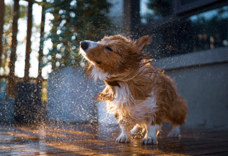 corgi dog getting a bath outdoor
