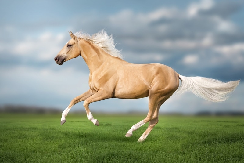cremello horse running