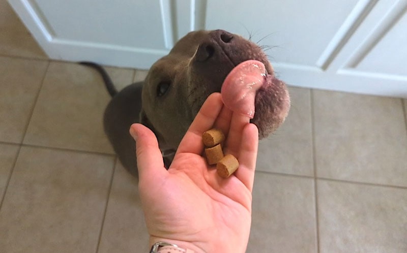 dog licking hand with finn supplements