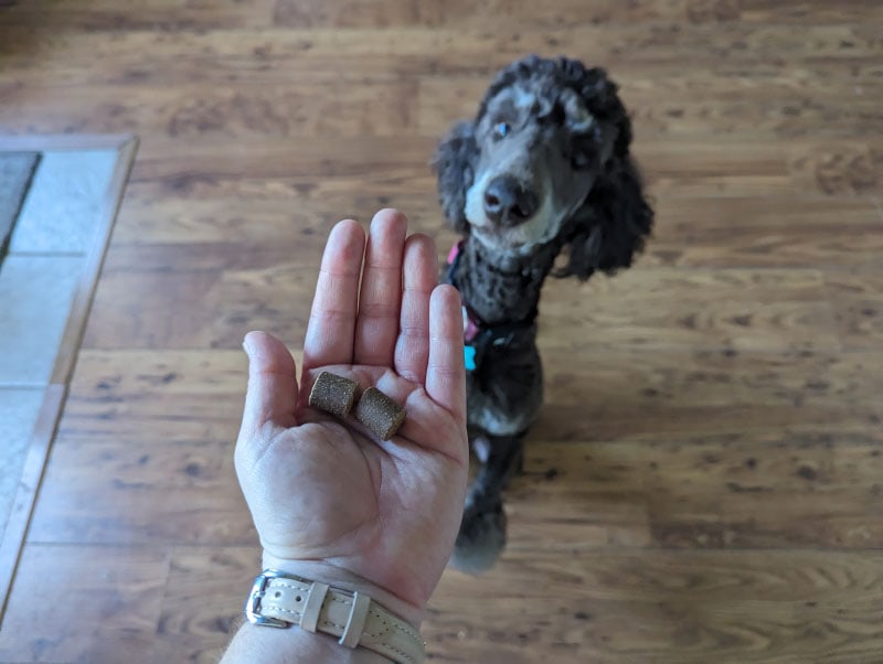 dog looking at a hand with finn supplements
