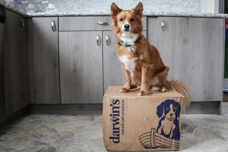 dog sitting on darwin's box
