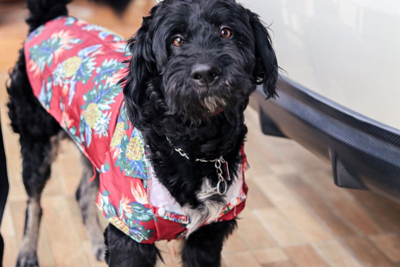 dog wearing hawaiian shirt in summer