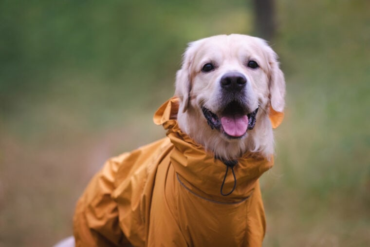 dog wearing raincoat in the woods
