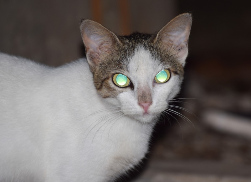domestic cat with glowing eyes at night