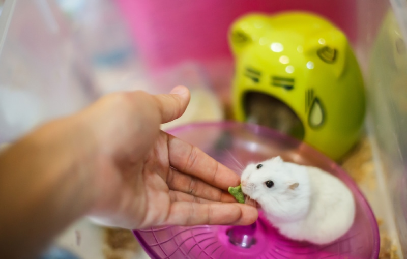 feeding hamster treats in its cage