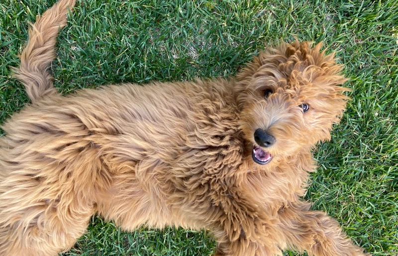 female f2b medium or moyen goldendoodle puppy dog playing on the grass