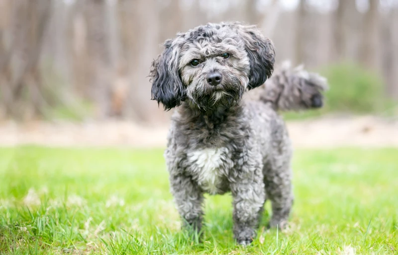 gray and white havanese shih tzu mixed breed dog standing on the grass