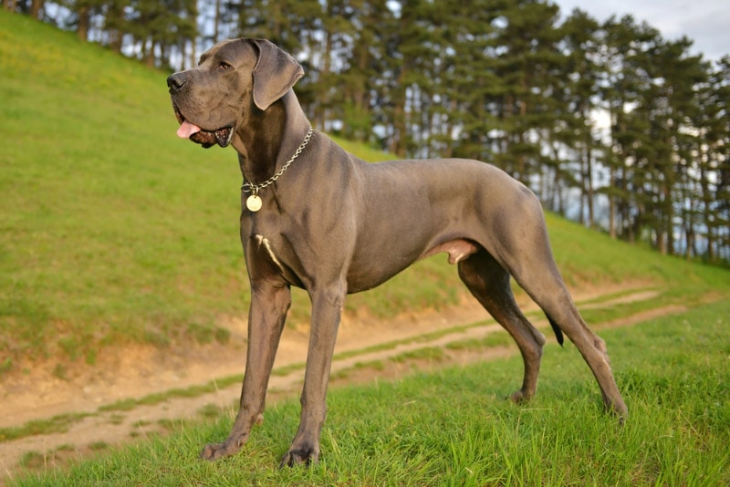 great dane dog standing on grass