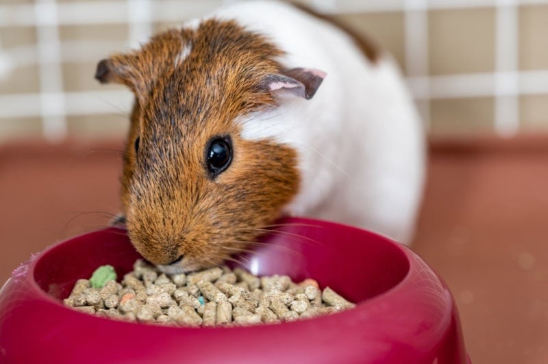 guinea pig eating pellets from a feeding bowl