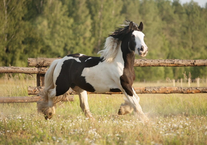gypsy vanner horse gallops