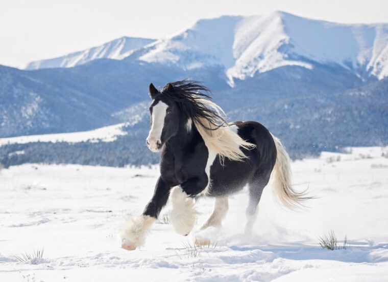gypsy vanner horse in the snow