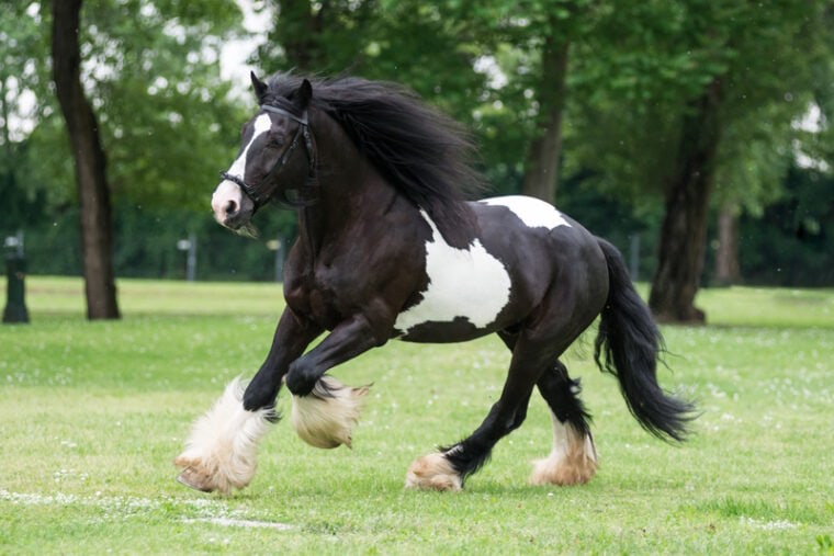 gypsy vanner horse