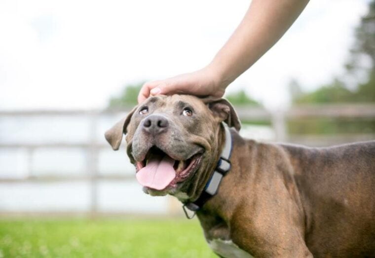 happy Pit Bull Terrier mixed breed dog looking up as its owner pets it