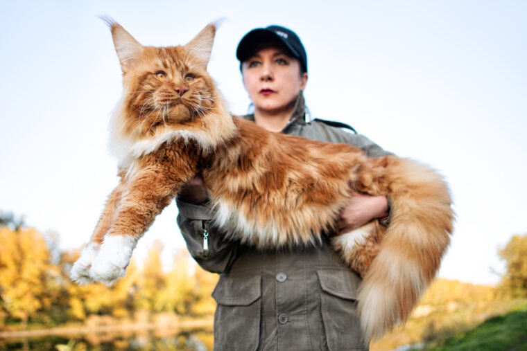 girl holding huge maine coon cat