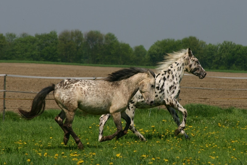 knabstrupper horses galloping