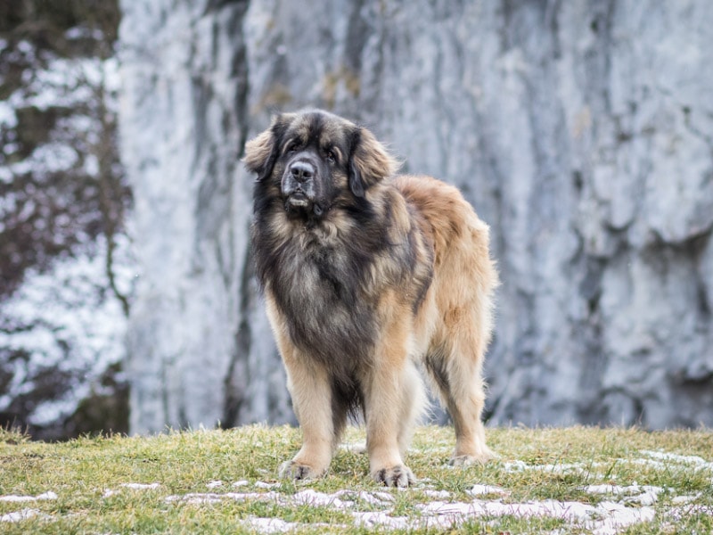 leonberger dog standing at the park