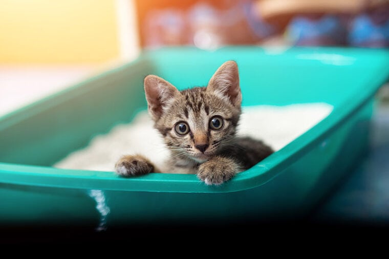 little kitten inside the litter box