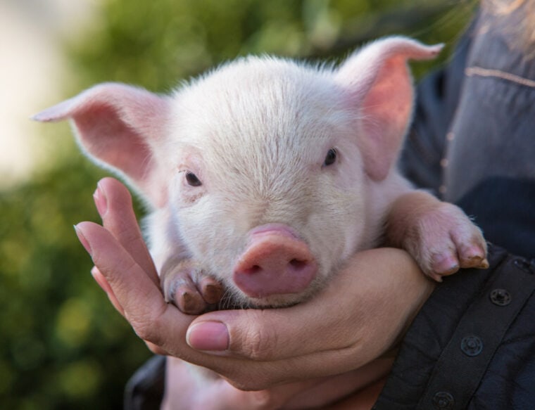 mini pig on owner's hands