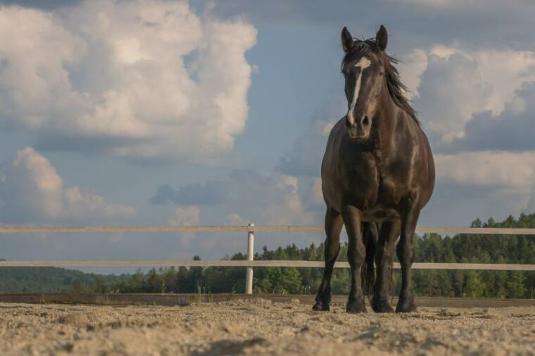 noriker horse standing outdoors